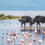 4 Days, 3 Nights Masai Mara, Lake Naivasha & Hell’s Gate Safari
