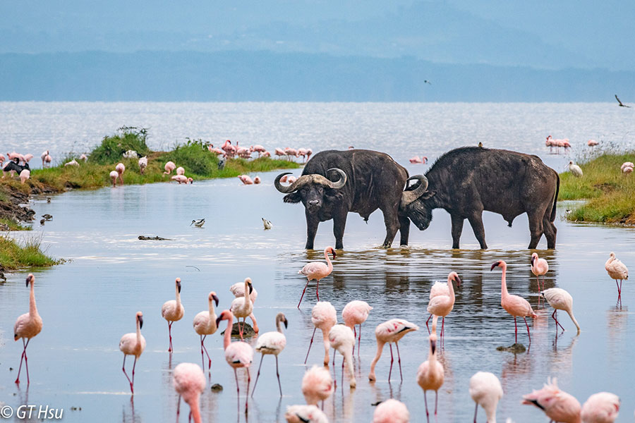 4 Days, 3 Nights Masai Mara, Lake Naivasha & Hell’s Gate Safari