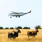 8-Day Luxury Flying Safari: Amboseli • Samburu • Masai Mara