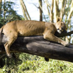 4-Day Taste of Kenya Safari Adventure