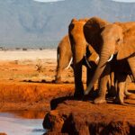 6-Day Amboseli & Tsavo Safari Adventure