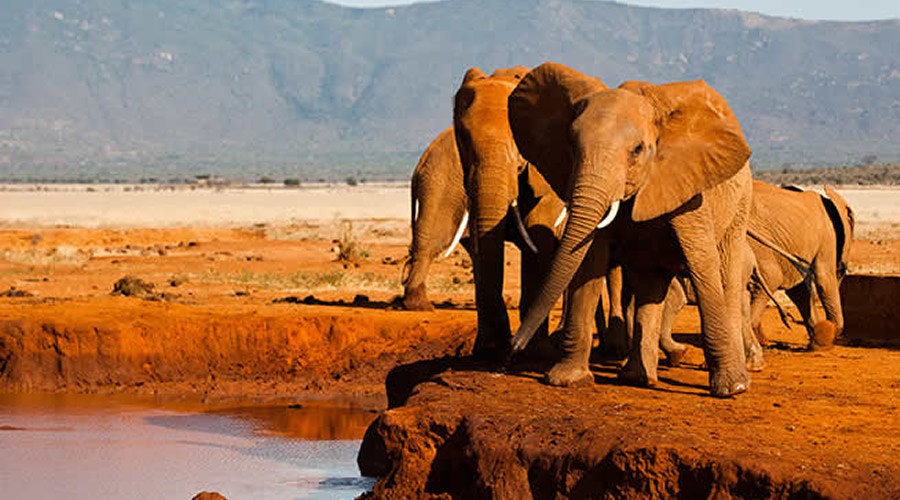 6-Day Amboseli & Tsavo Safari Adventure